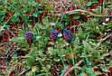 Fiori di primavera_11